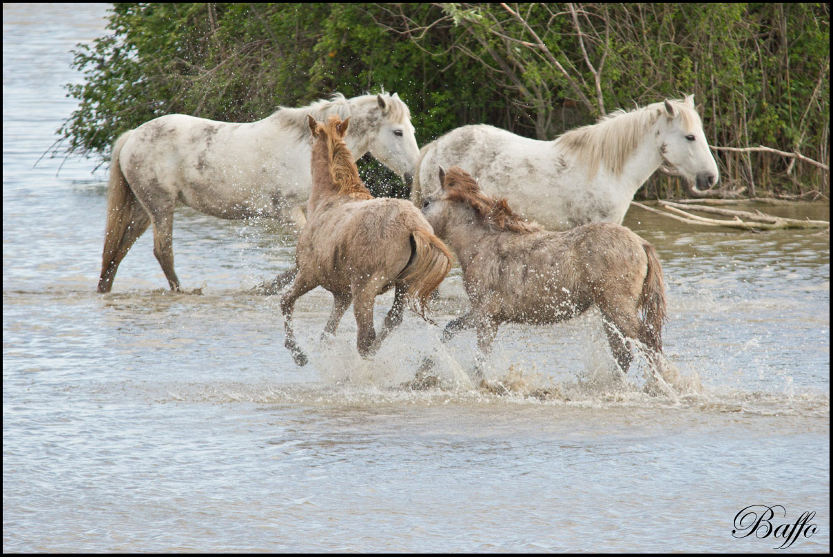 Puledri Camargue al gioco